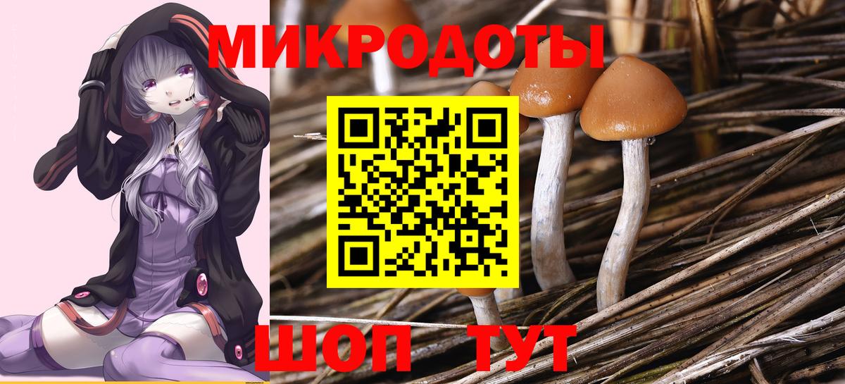 Галлюциногенные грибы Psilocybe  Вход с VPN  Лесной 
